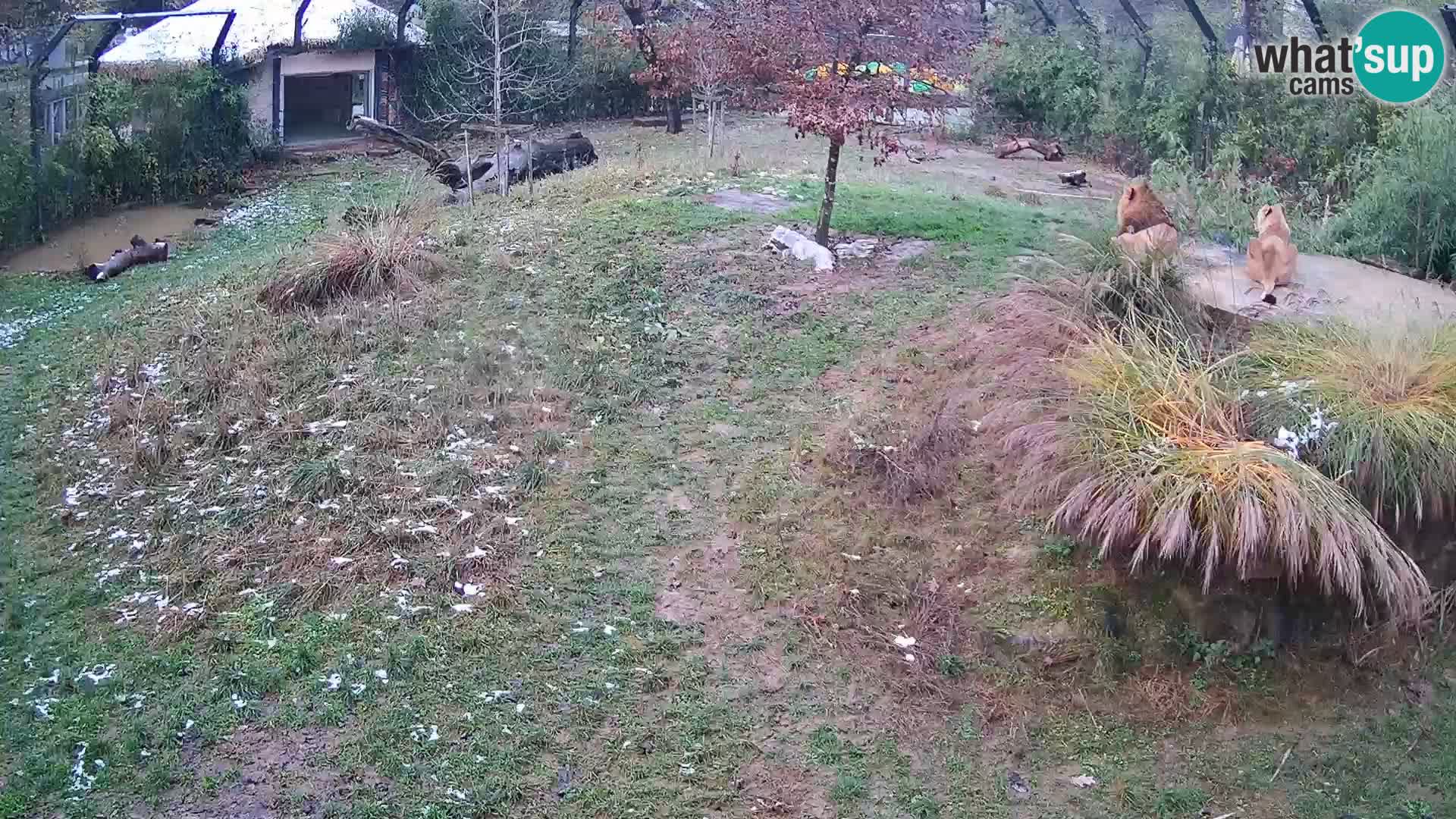 Zoo Lubiana live webcam Leoni