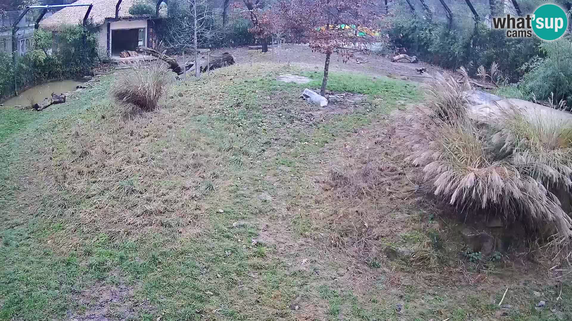 Zoo Ljubljana webcam Löwen