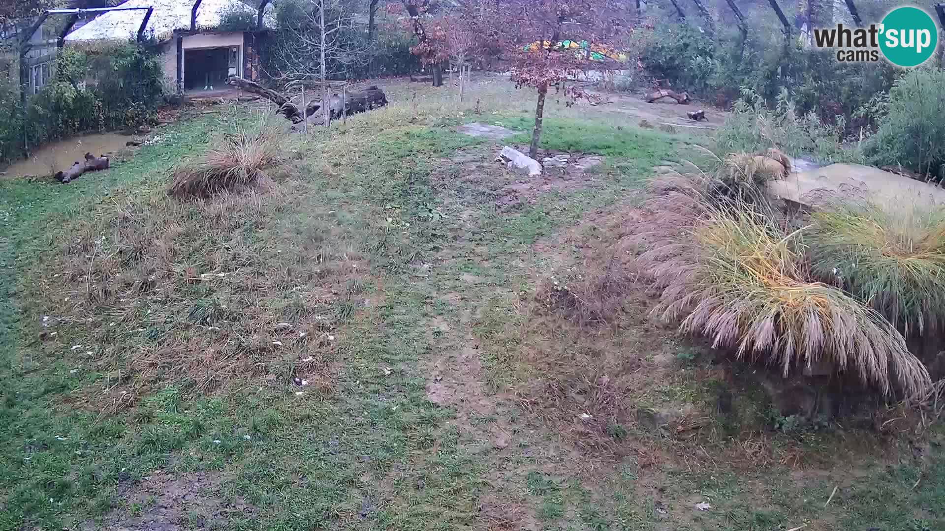 Zoo Lubiana live webcam Leoni