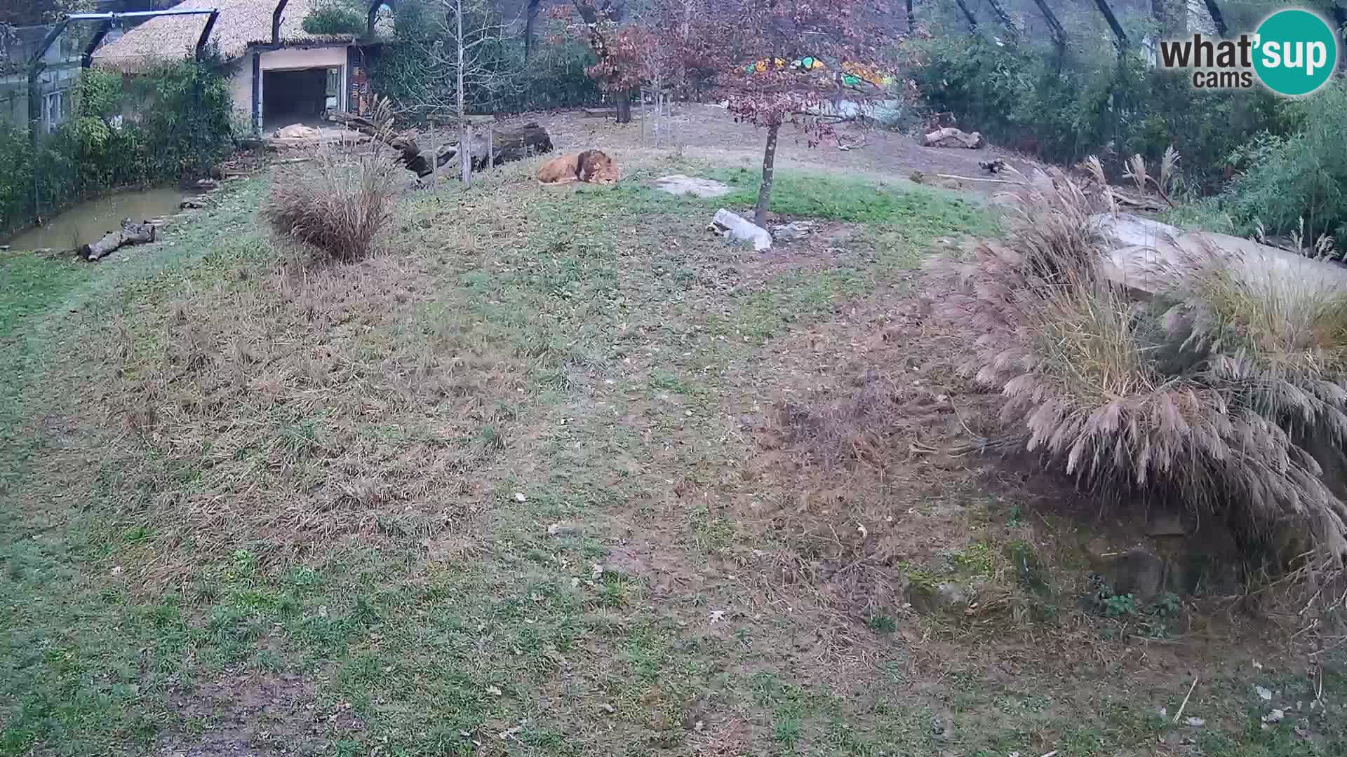 Zoo Ljubljana web kamera Lavovi