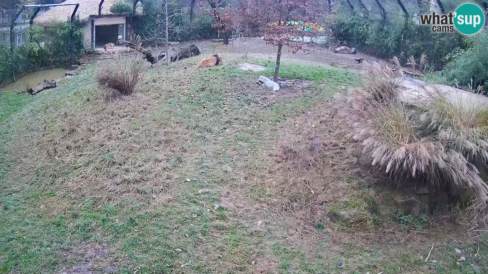 Live Ljubljana Zoo webcam Lion