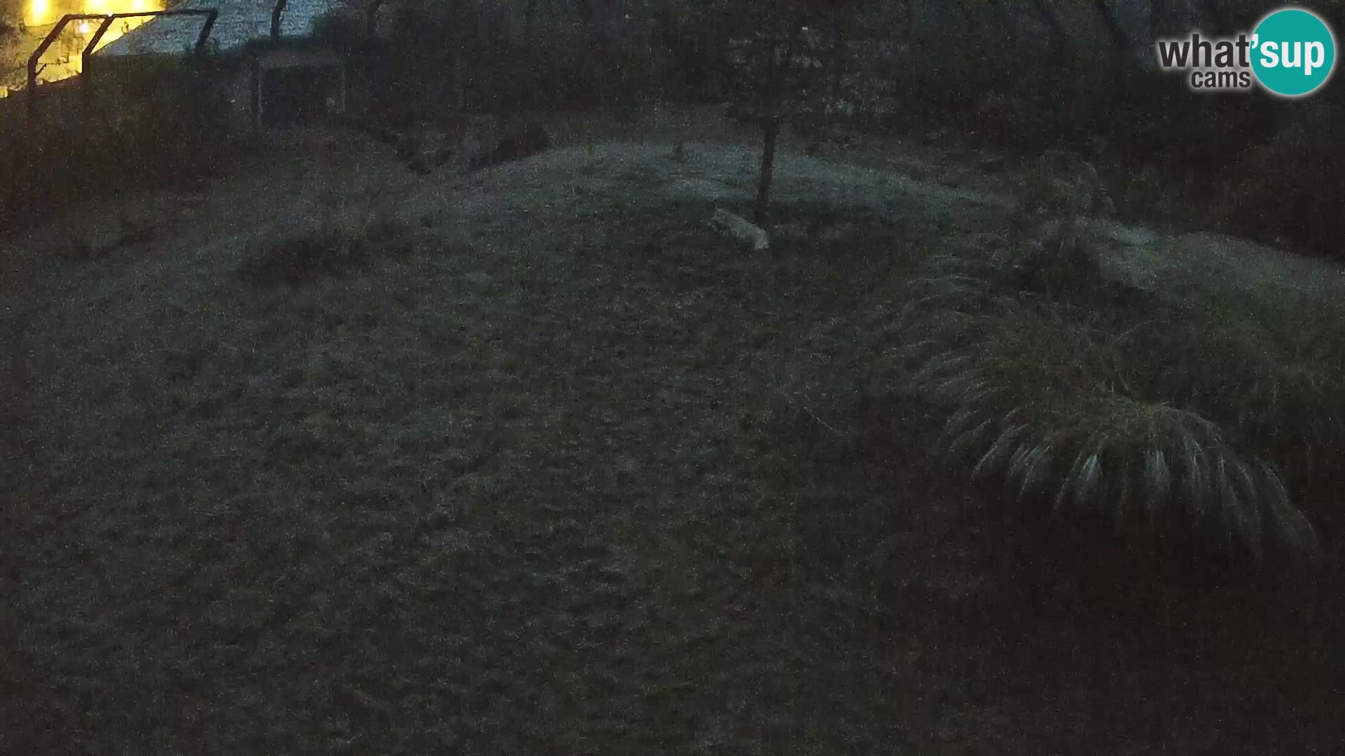 Ljubljana Zoo webcam Lion