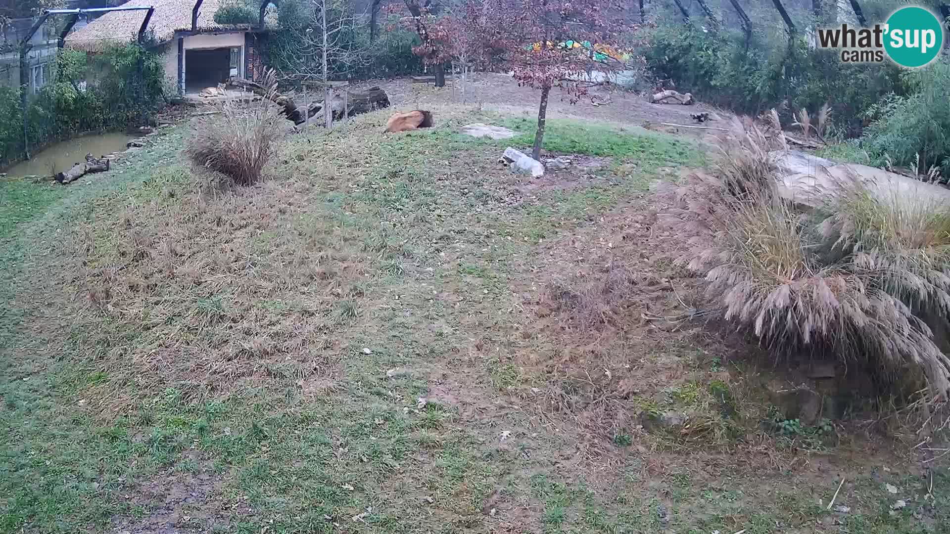 Živalski vrt Ljubljana kamera v živo Levi