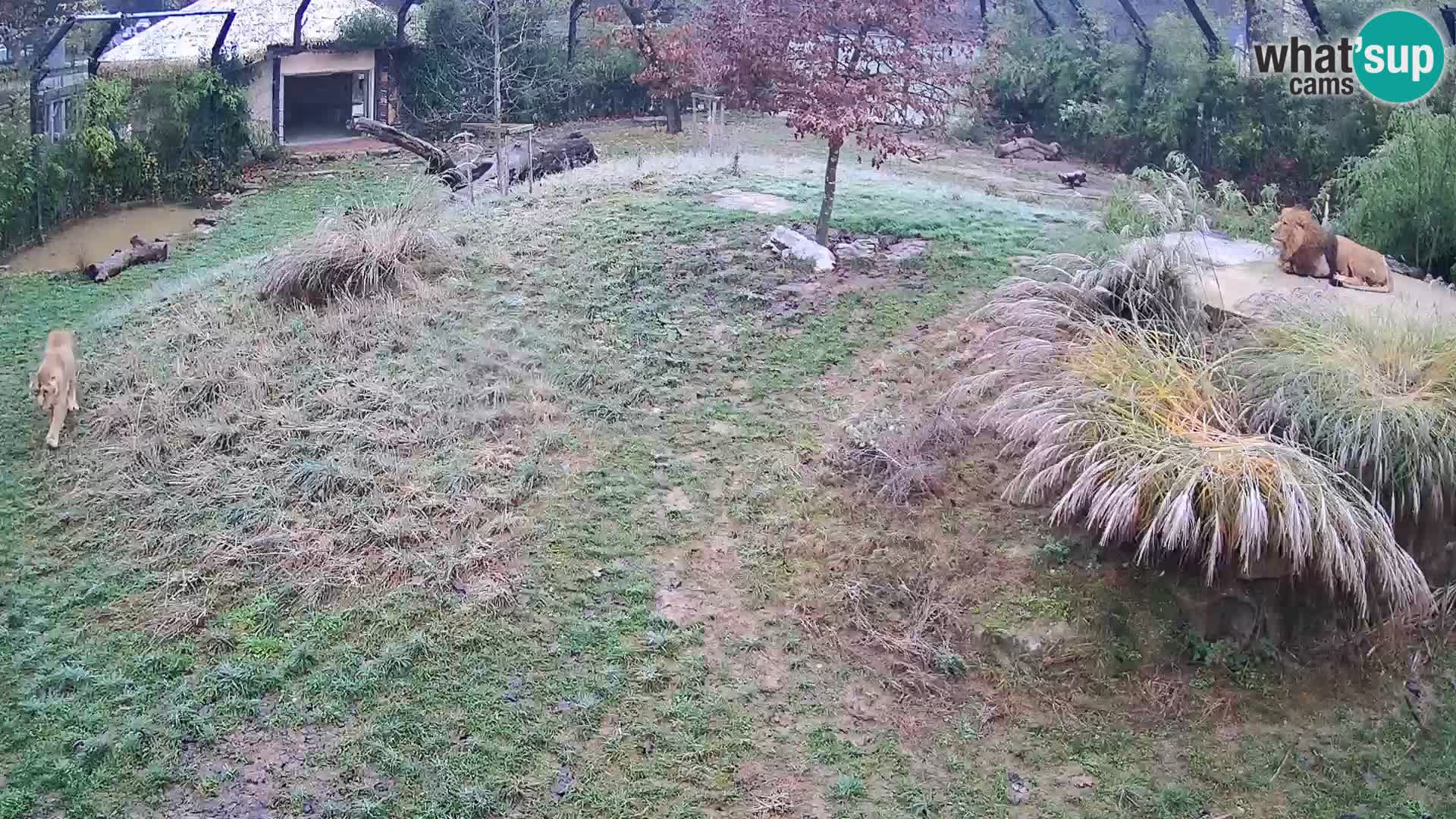 Zoo Ljubljana webcam Löwen
