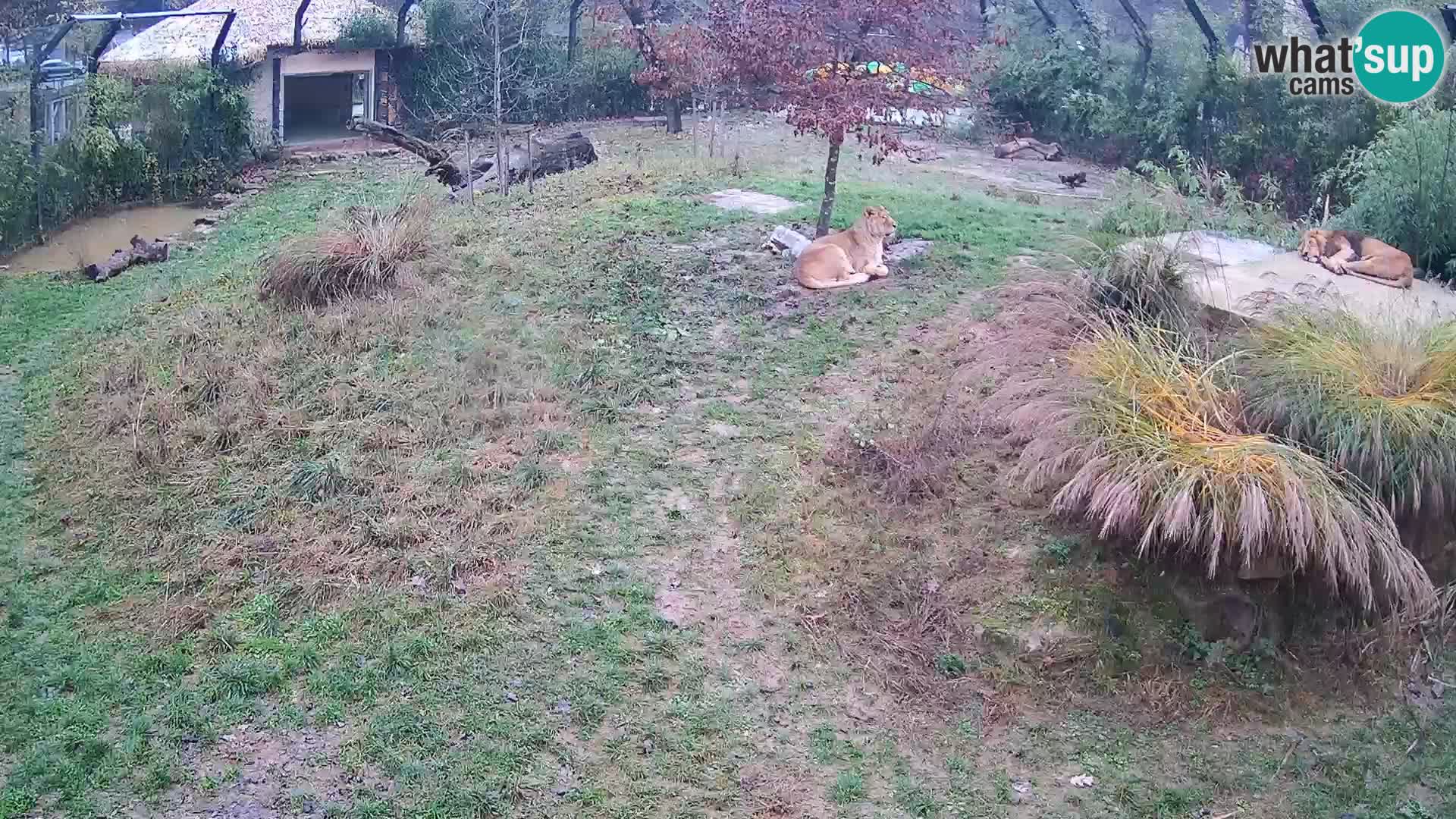 Ljubljana Zoo webcam Lion