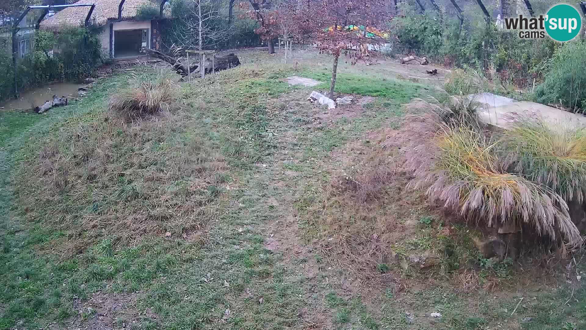 Zoo Ljubljana camera en vivo Leones