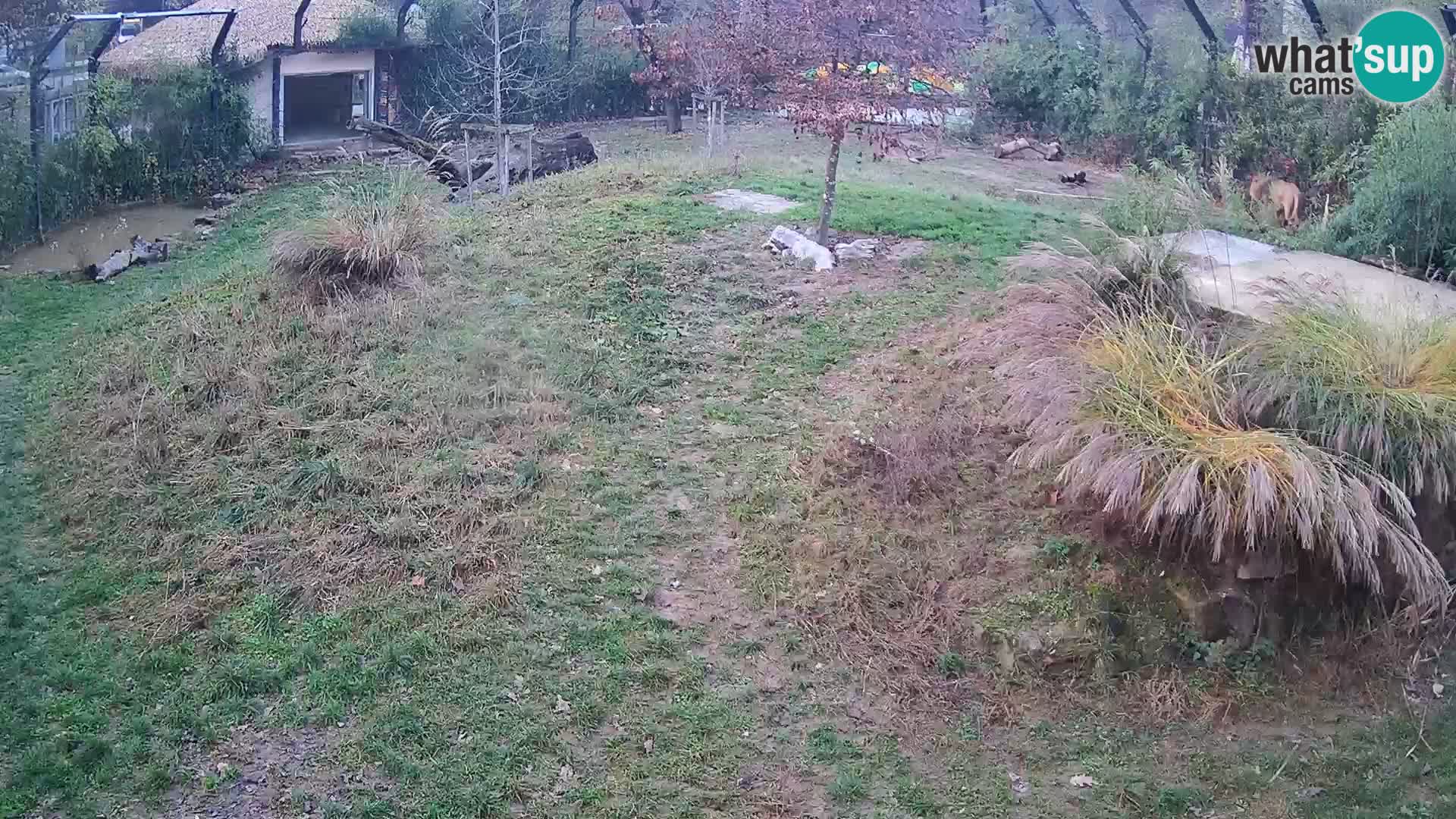 Zoo Ljubljana web kamera Lavovi