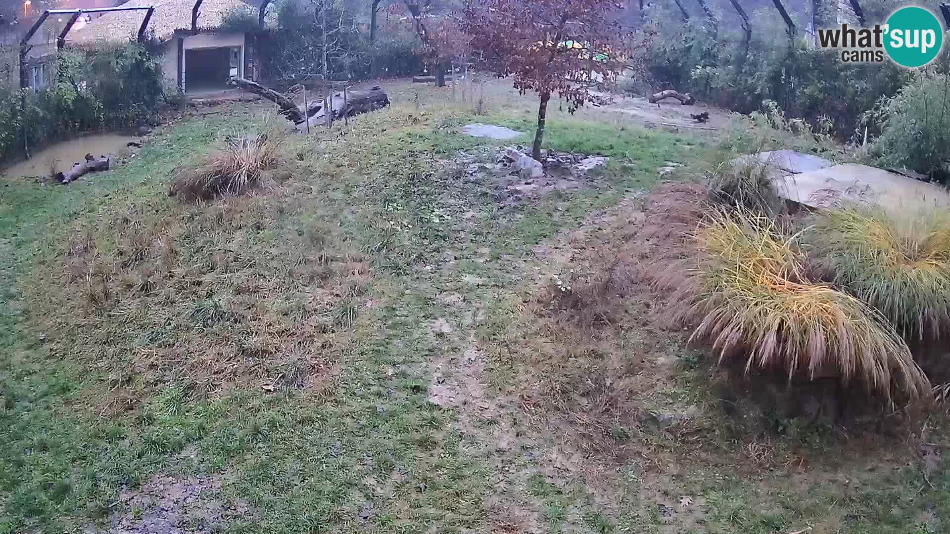 Zoo Lubiana live webcam Leoni