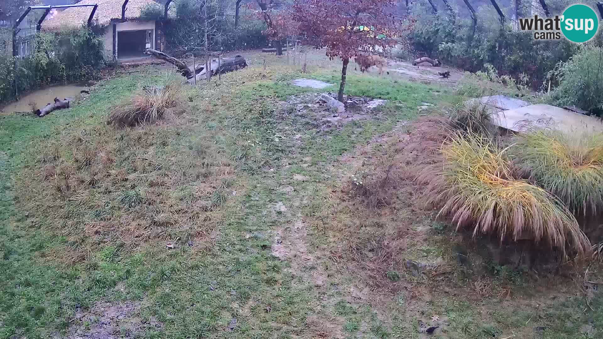 Live Ljubljana Zoo webcam Lion