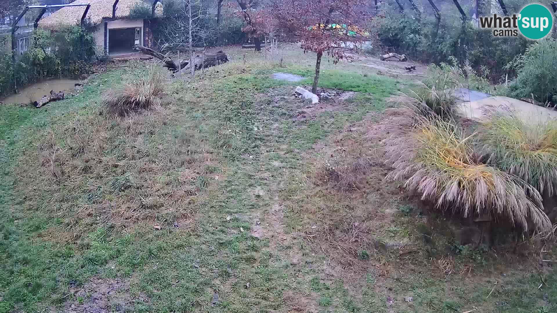 Zoo Ljubljana web kamera Lavovi