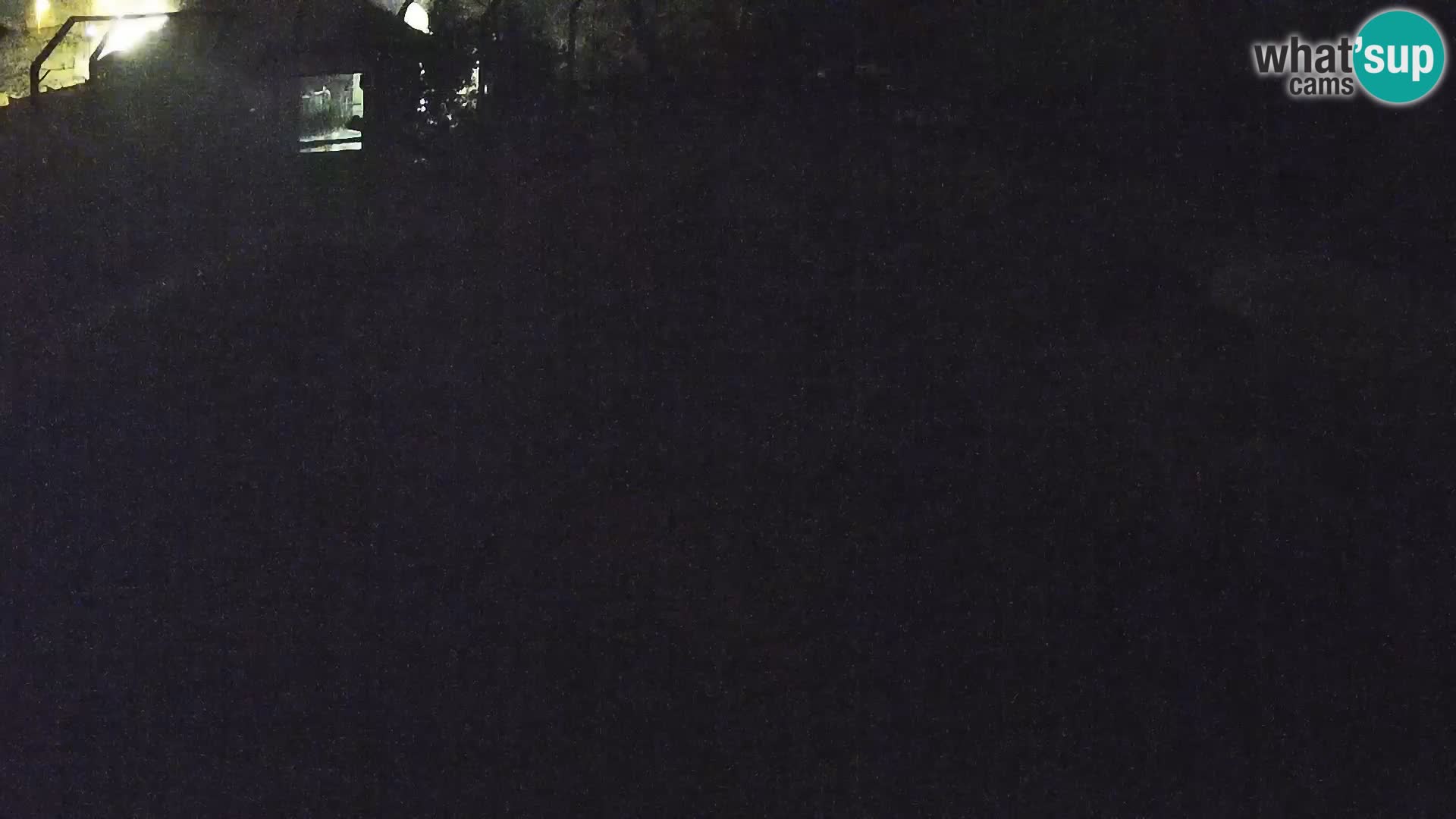 Live Ljubljana Zoo webcam Lion