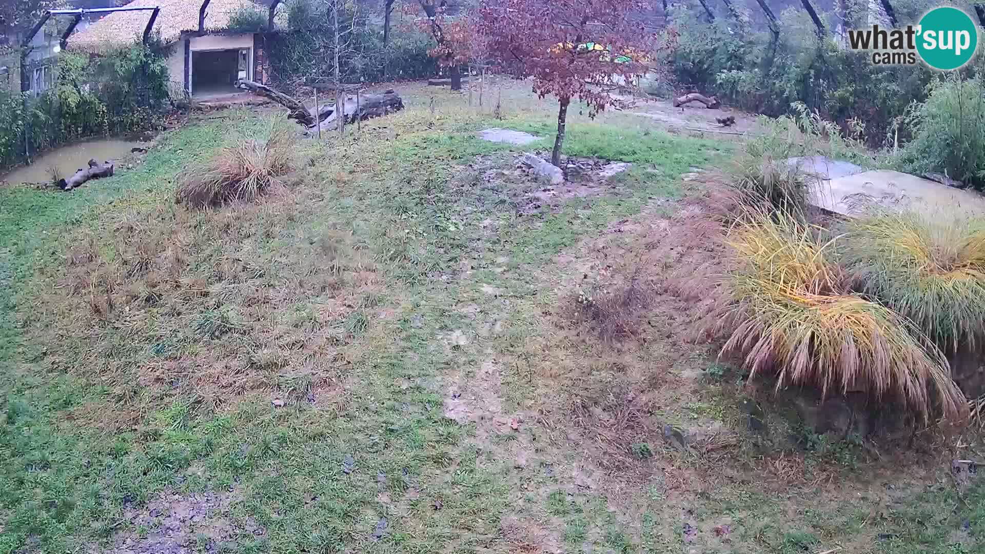Zoo Lubiana live webcam Leoni