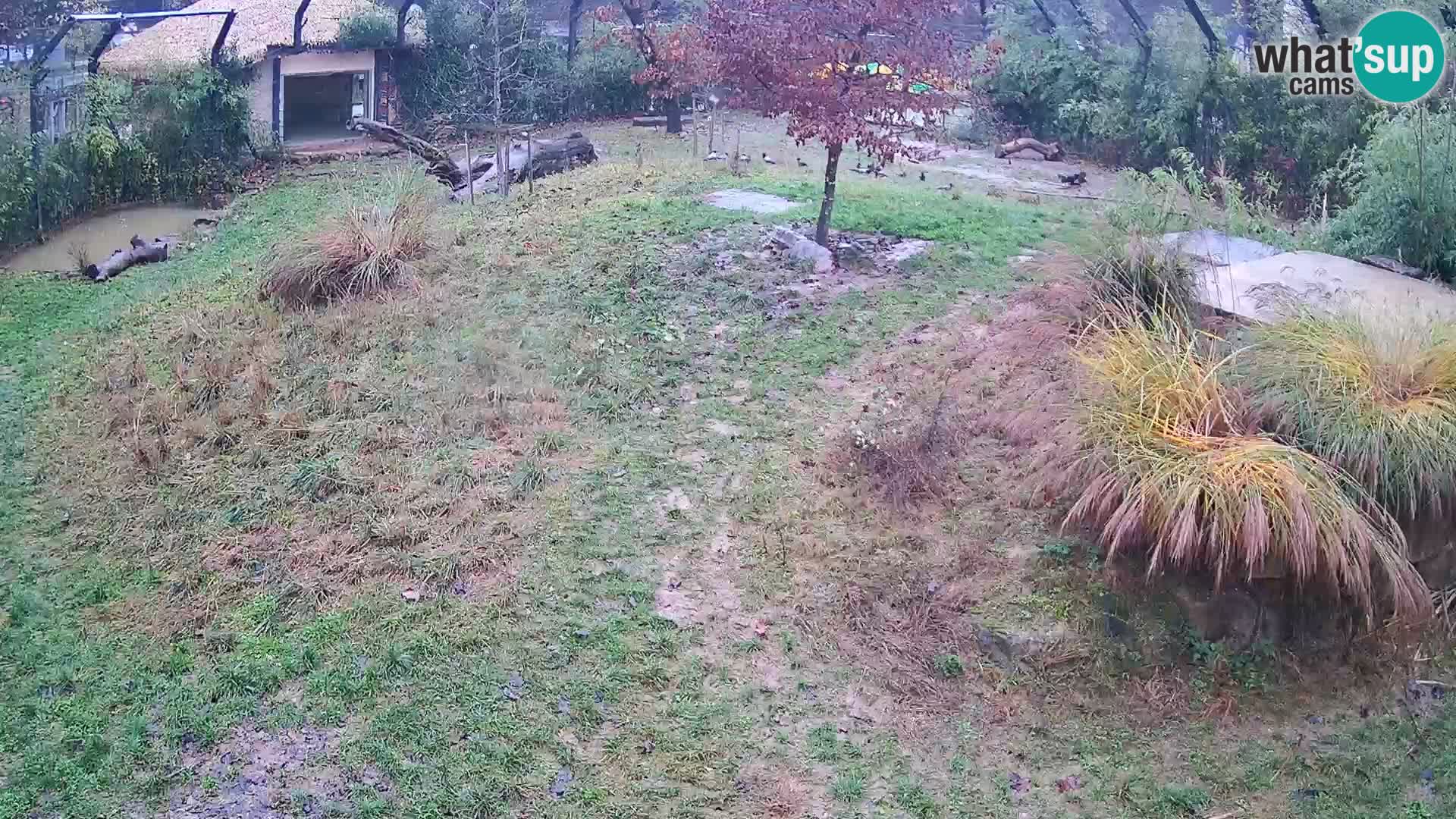 Zoo Ljubljana camera en vivo Leones