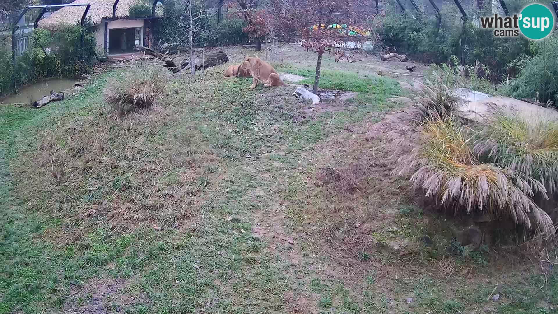 Zoo Ljubljana web kamera Lavovi