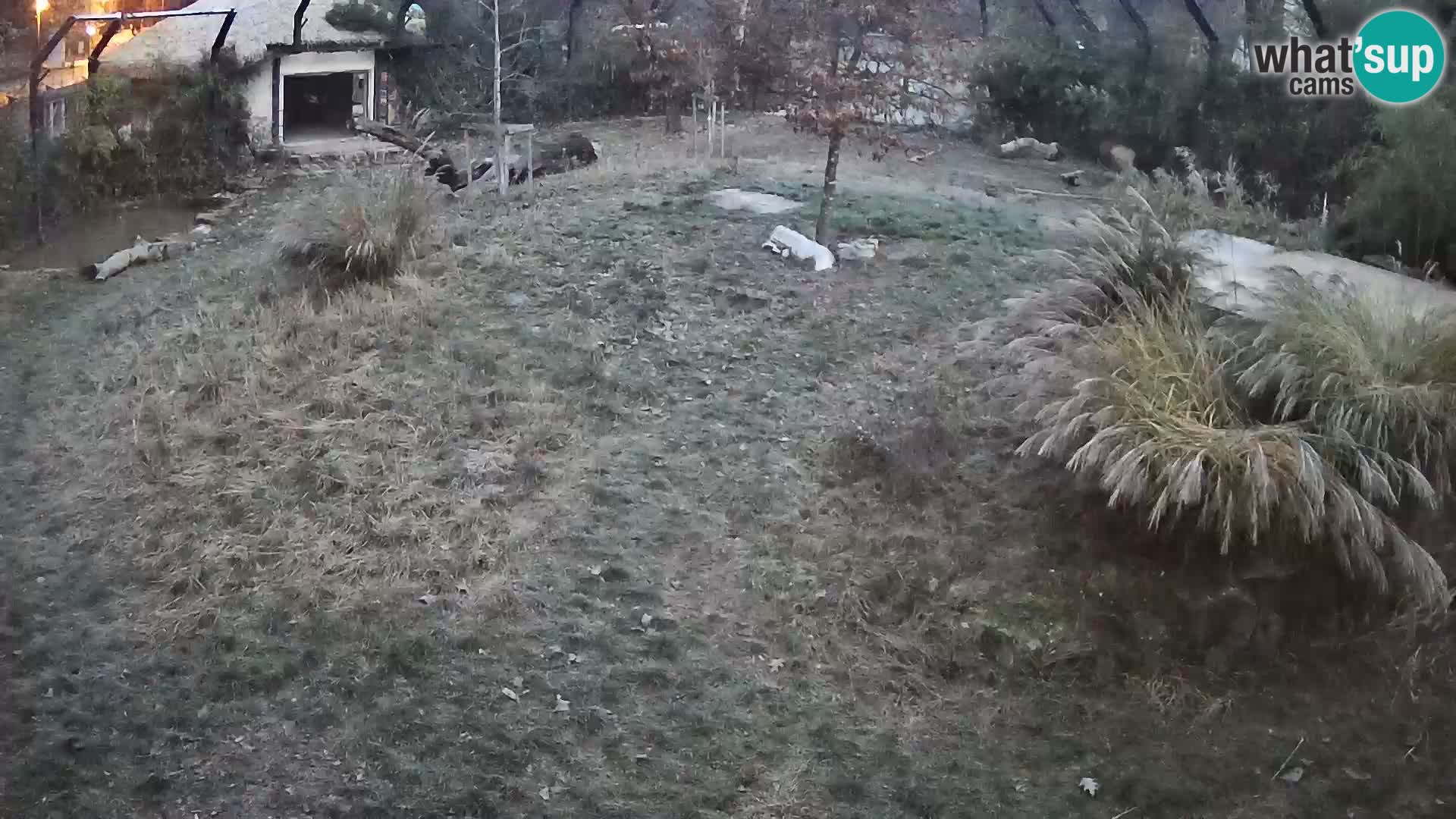 Zoo Ljubljana webcam Löwen