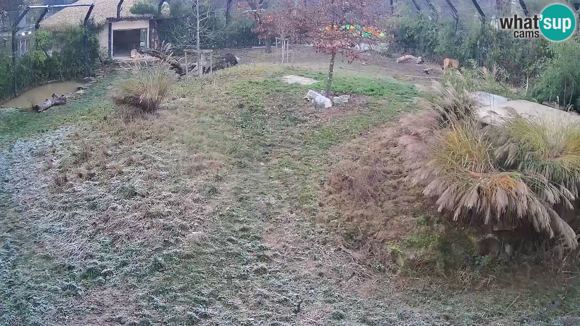 Live Ljubljana Zoo webcam Lion