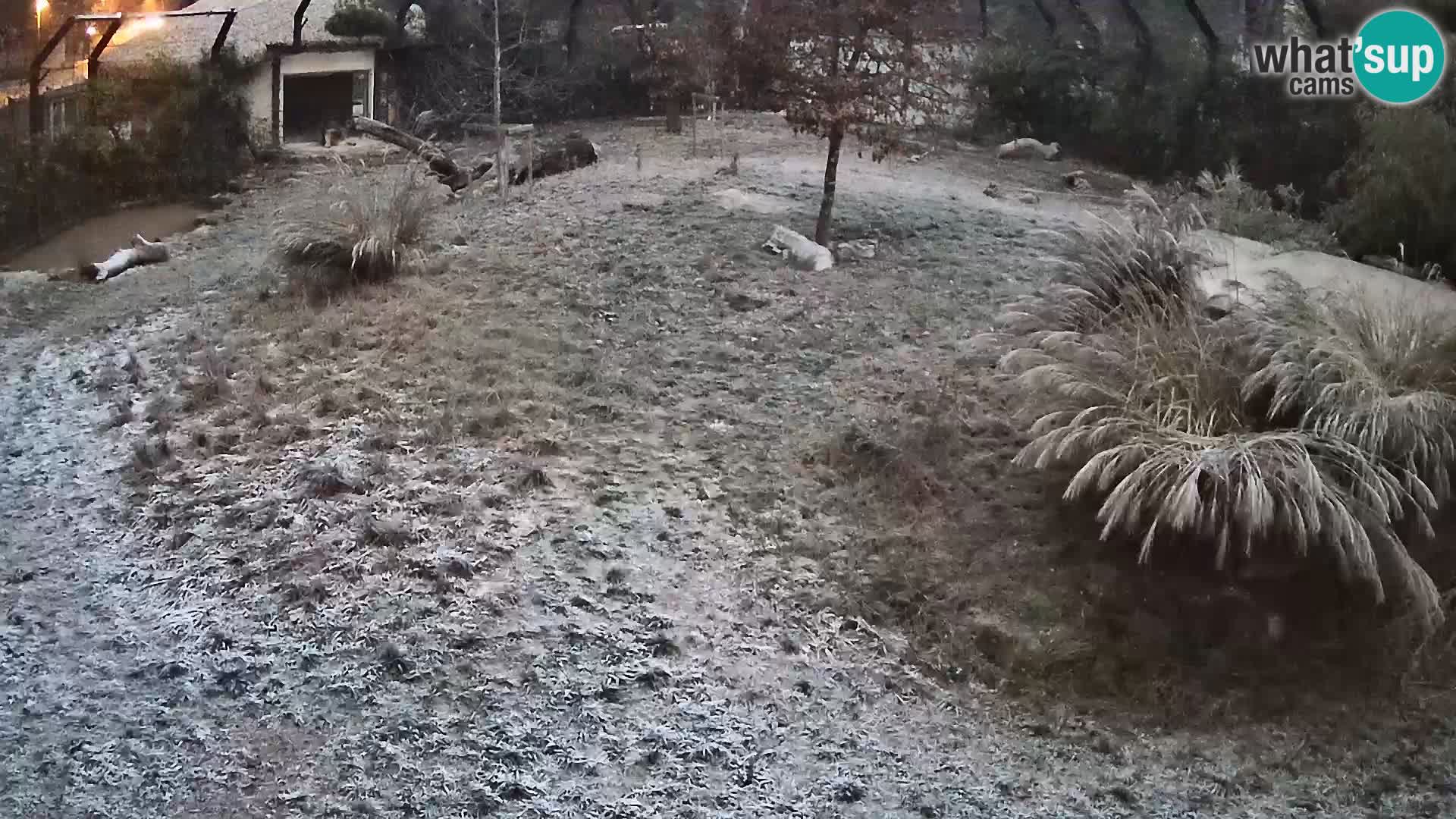 Zoo Ljubljana web kamera Lavovi