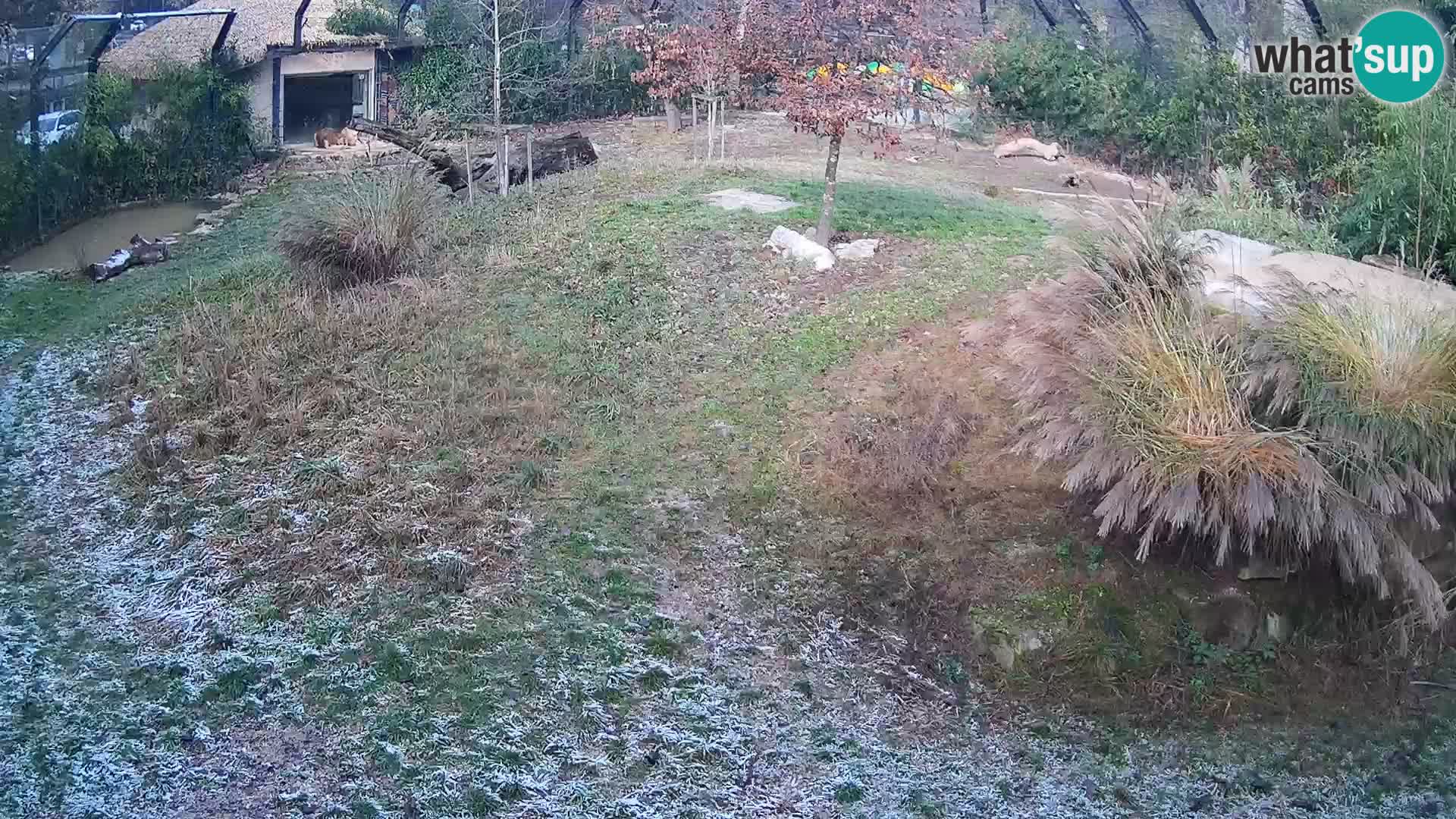 Ljubljana Zoo webcam Lion