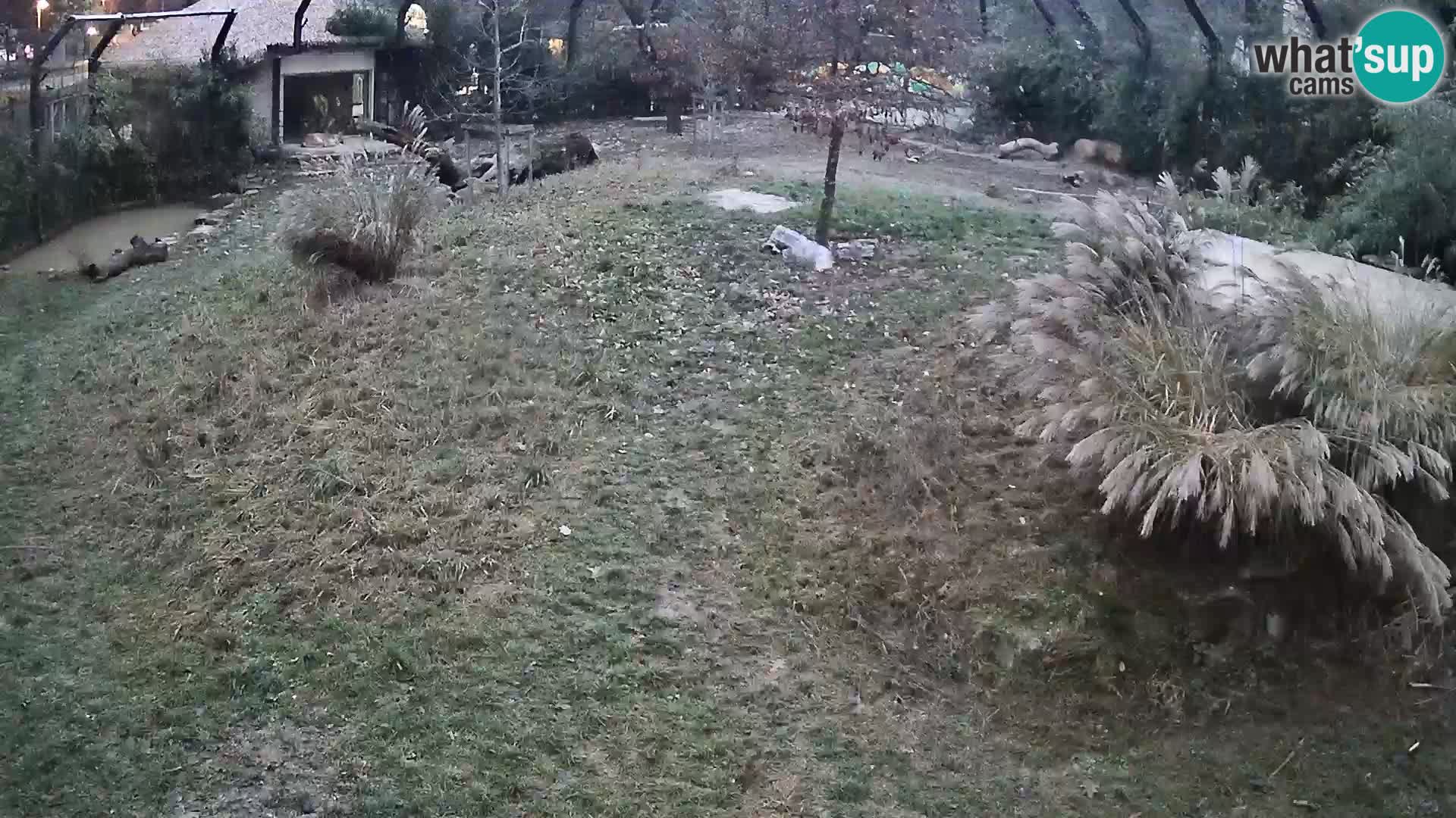 Zoo Lubiana live webcam Leoni