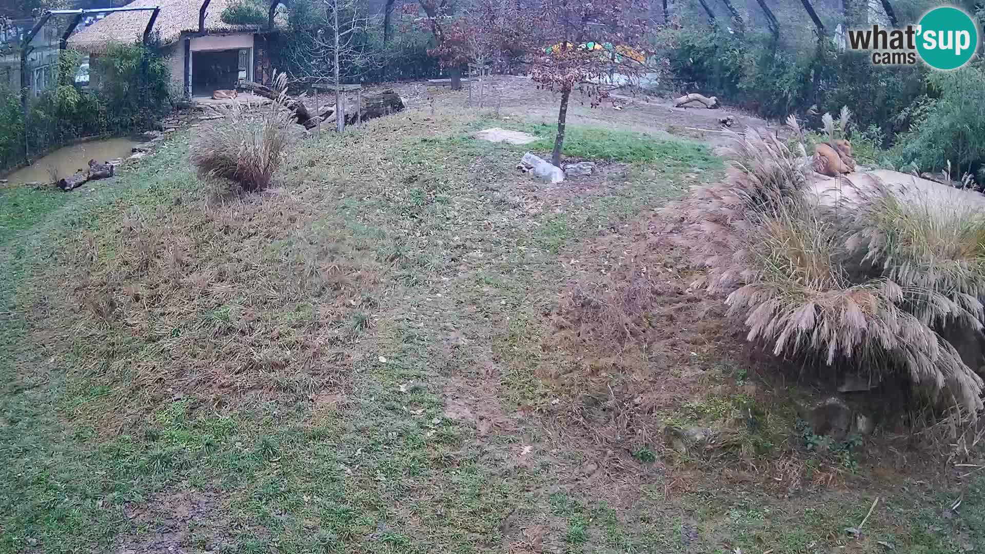Zoo Ljubljana webcam Löwen