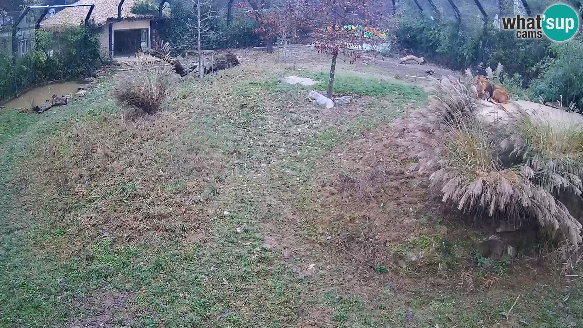 Zoo Ljubljana webcam Löwen