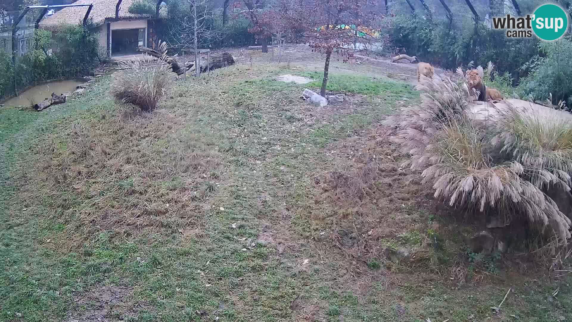Zoo Ljubljana webcam Löwen