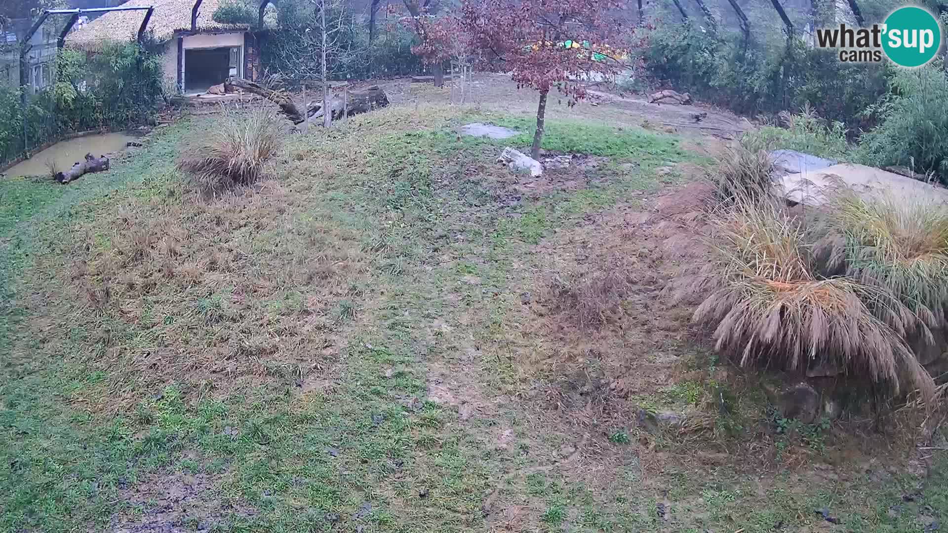 Zoo Lubiana live webcam Leoni