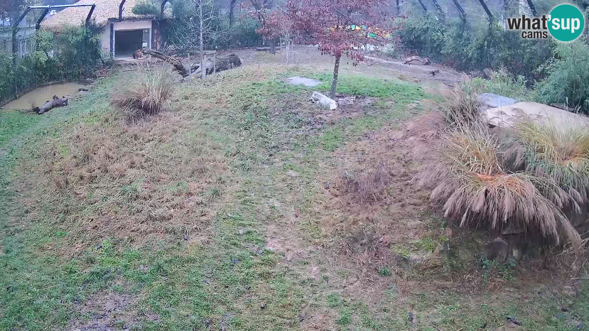 Zoo Lubiana live webcam Leoni