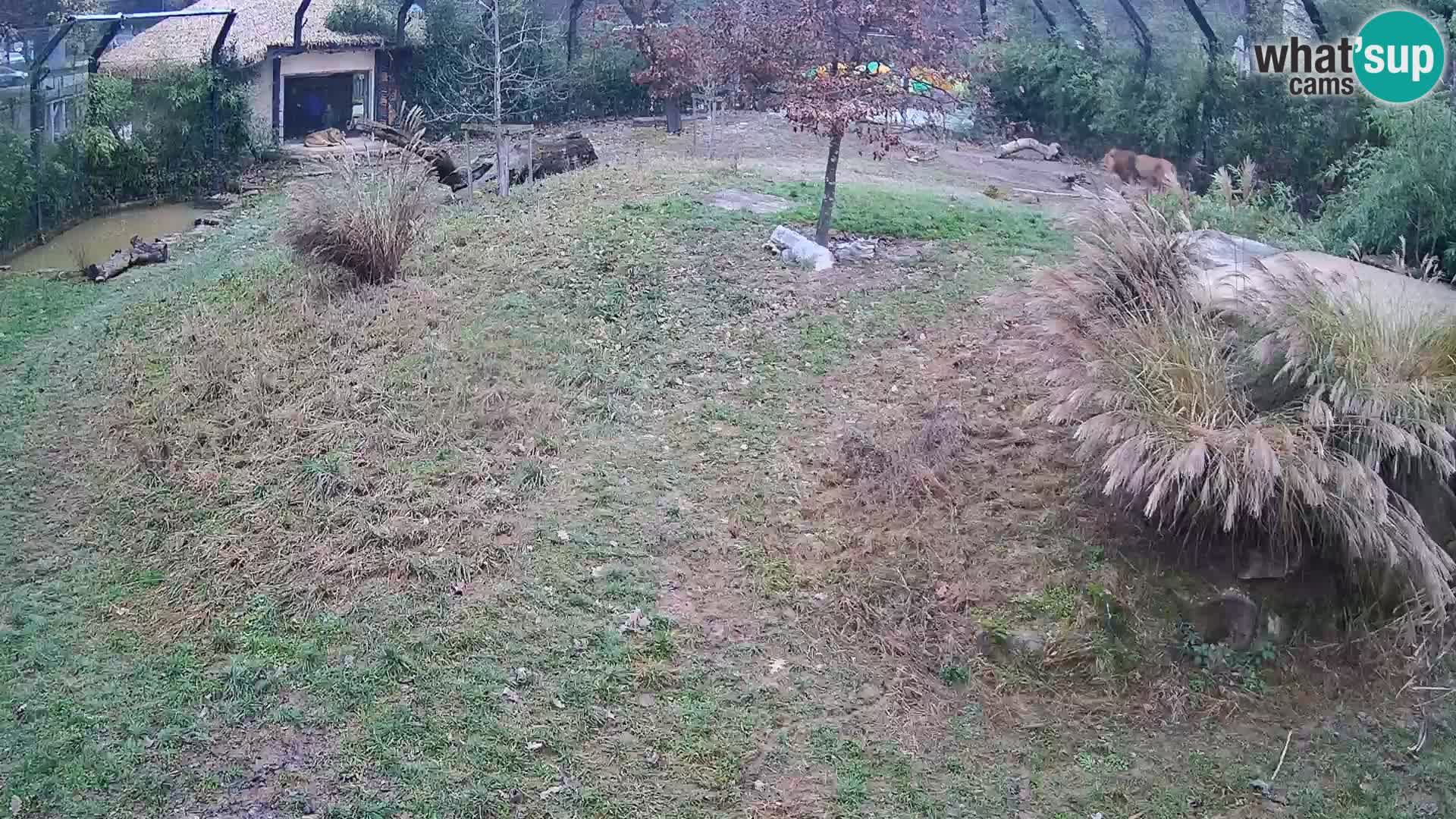 Zoo Ljubljana web kamera Lavovi