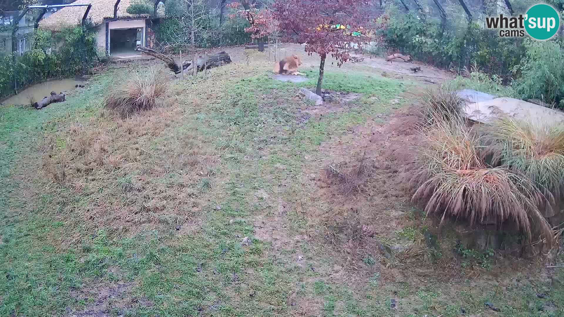 Živalski vrt Ljubljana kamera v živo Levi