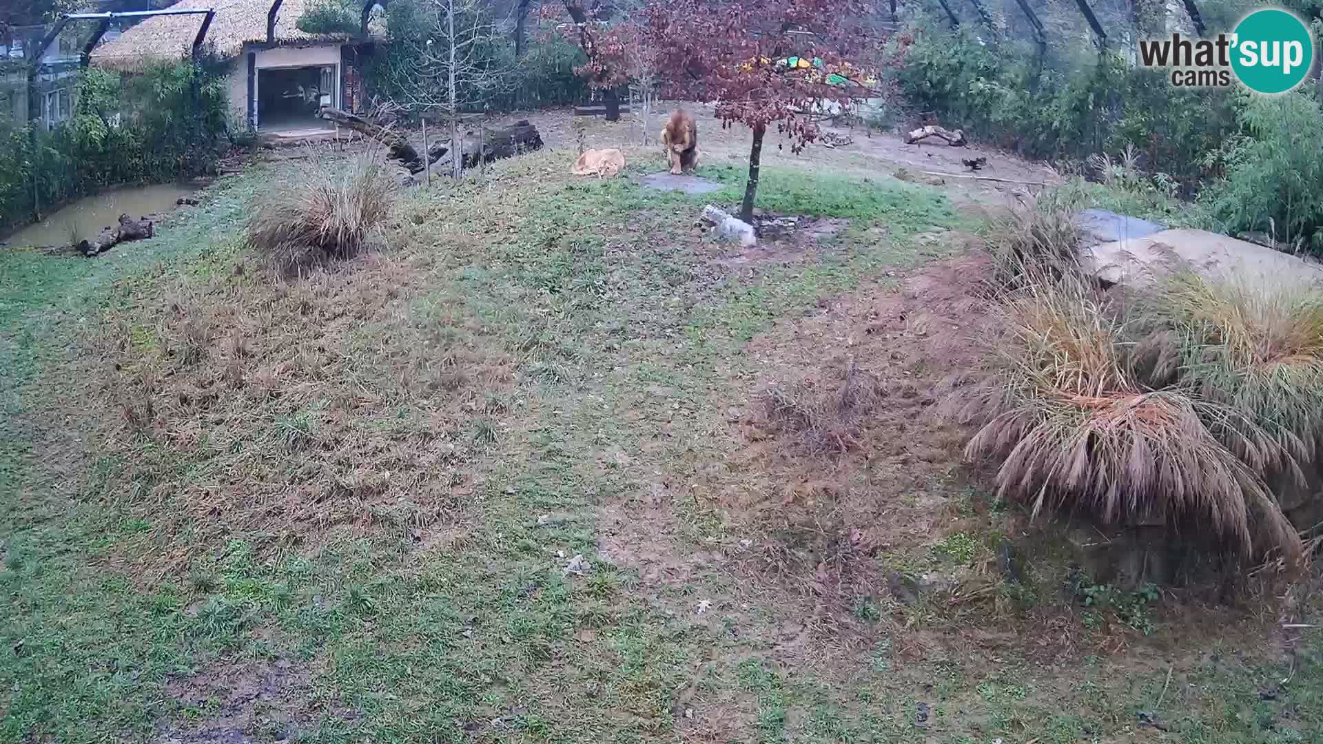 Live Ljubljana Zoo webcam Lion