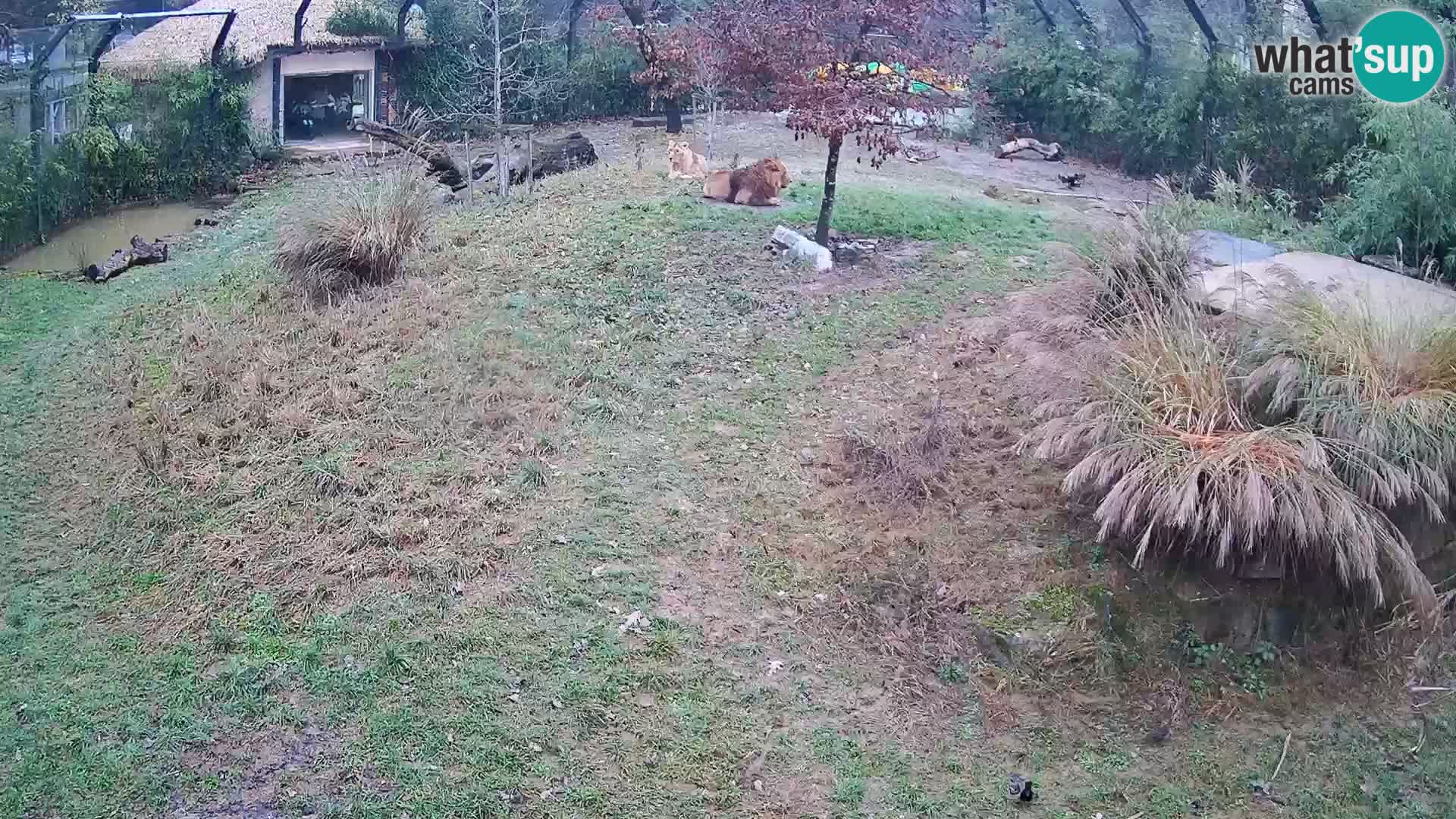 Zoo Ljubljana webcam Löwen