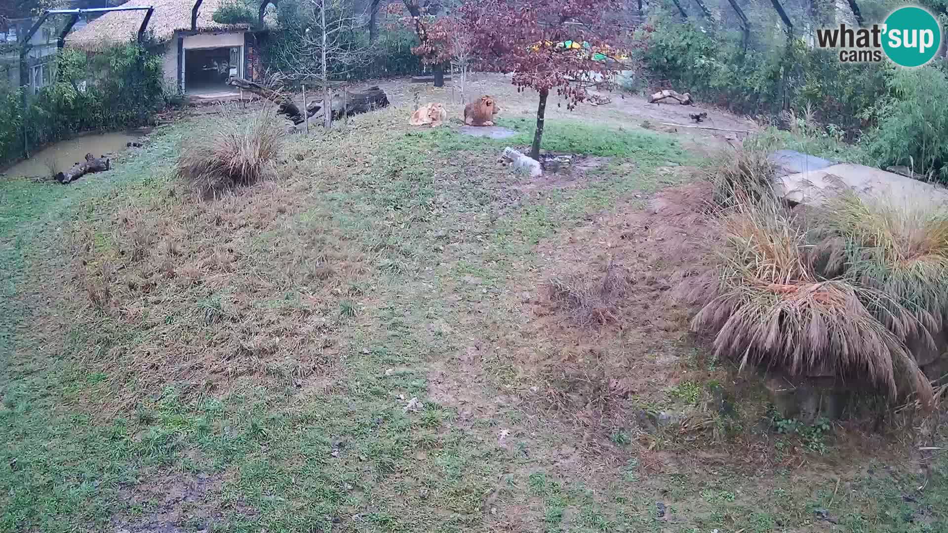 Zoo Ljubljana webcam Löwen