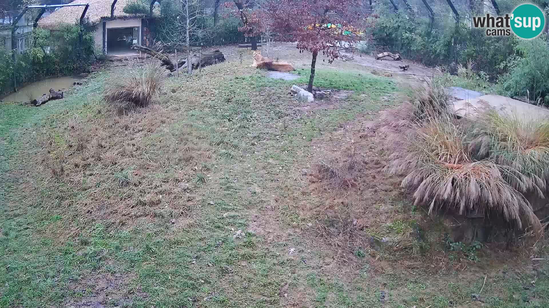 Zoo Ljubljana webcam Löwen