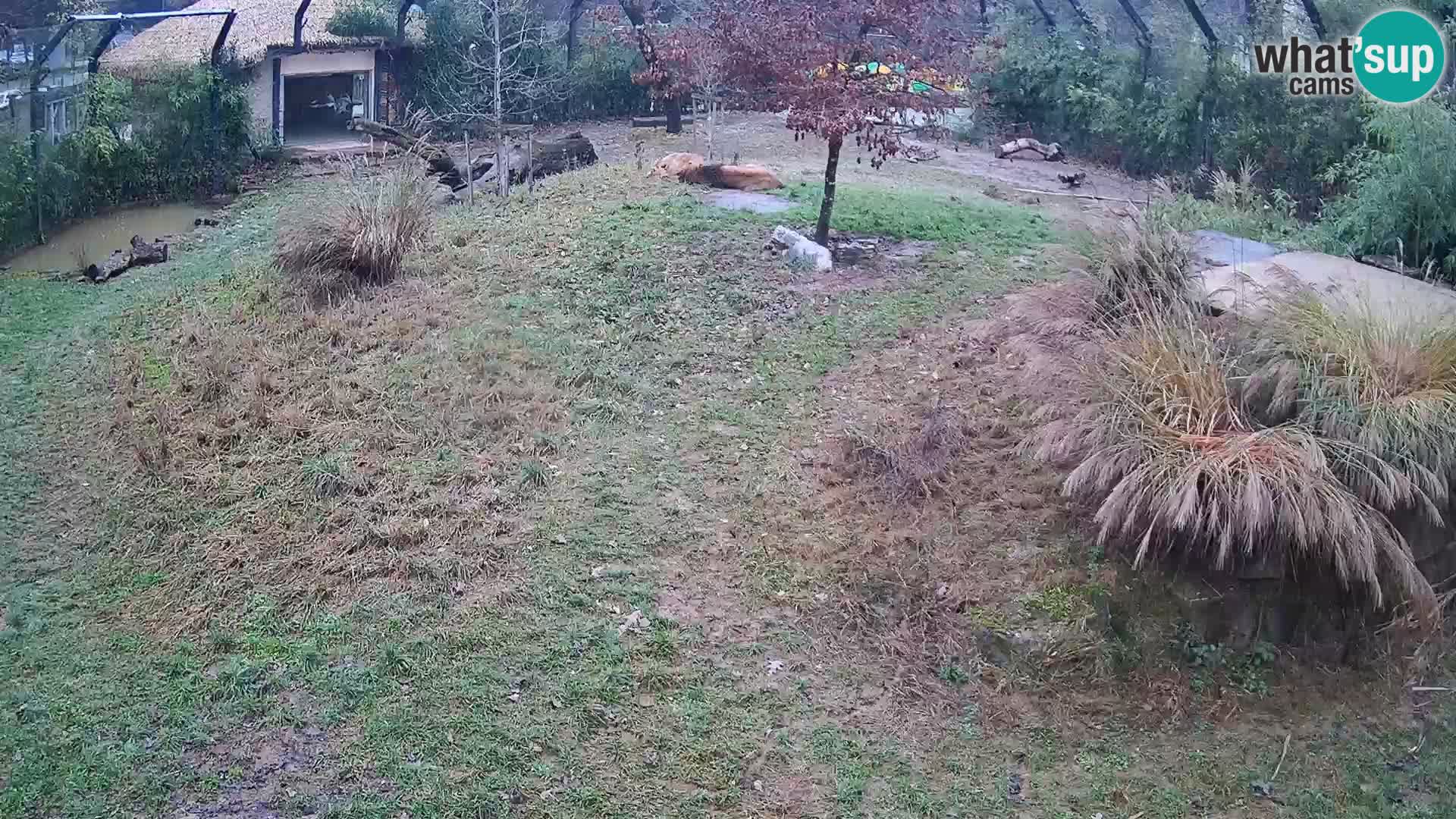 Ljubljana Zoo webcam Lion