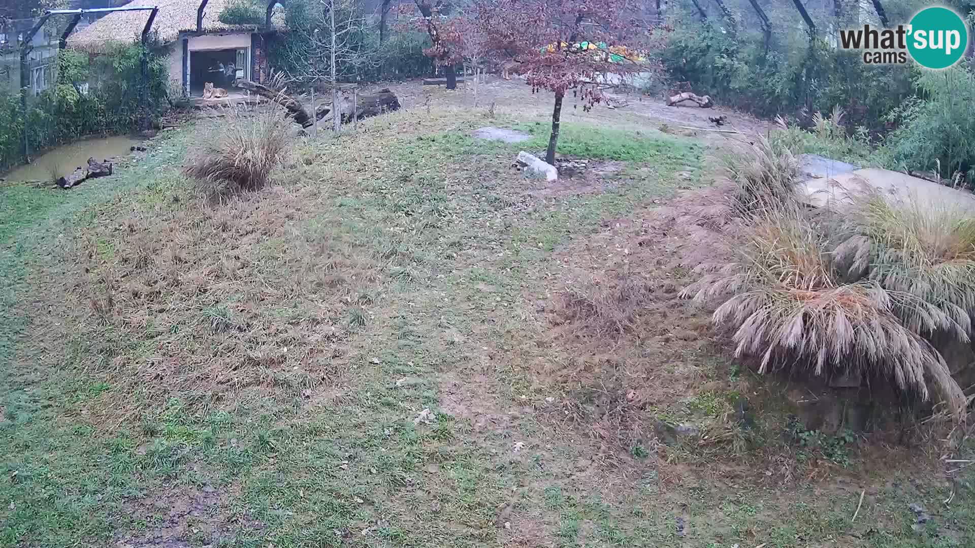 Zoo Ljubljana webcam Löwen