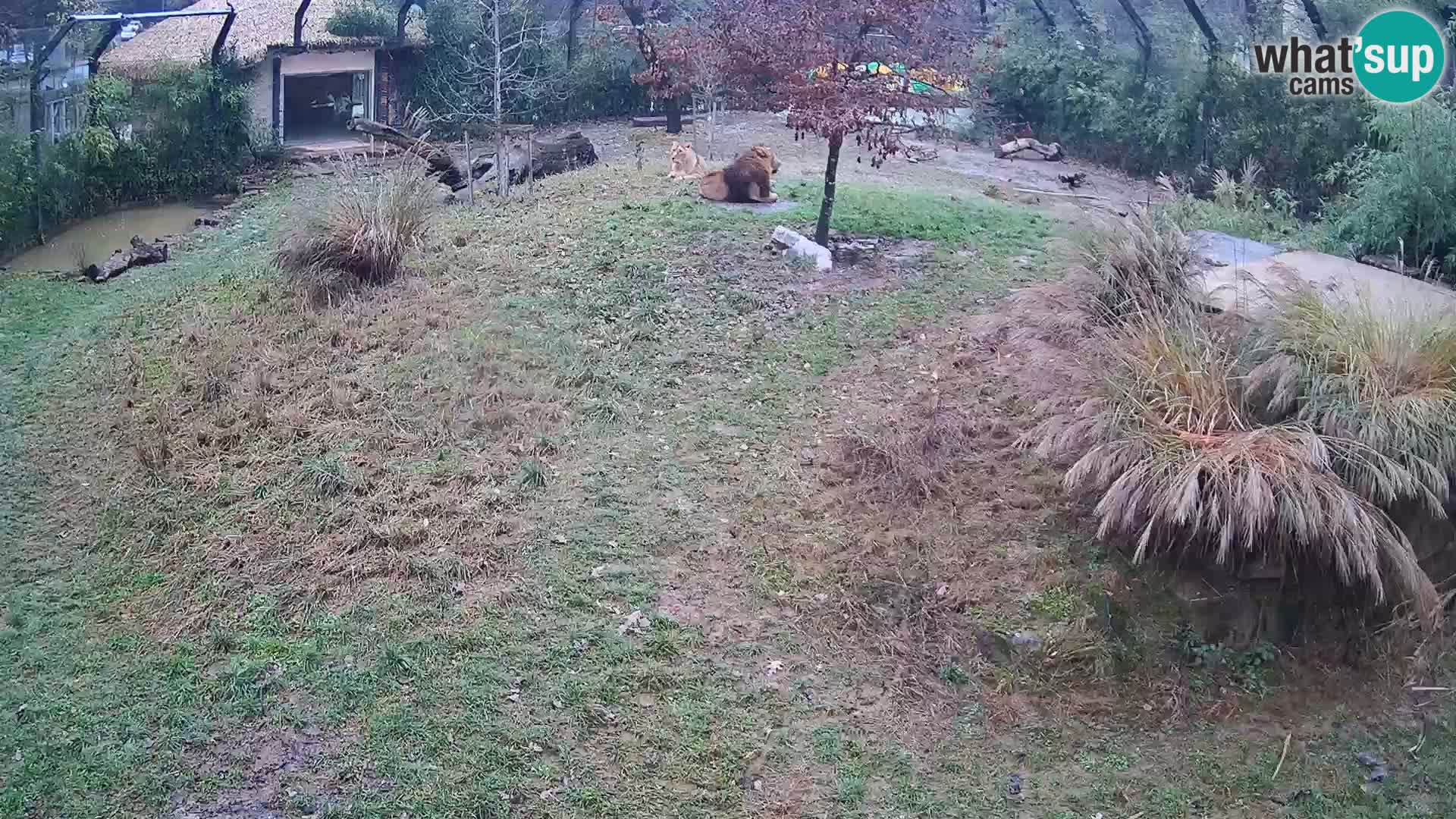Live Ljubljana Zoo webcam Lion