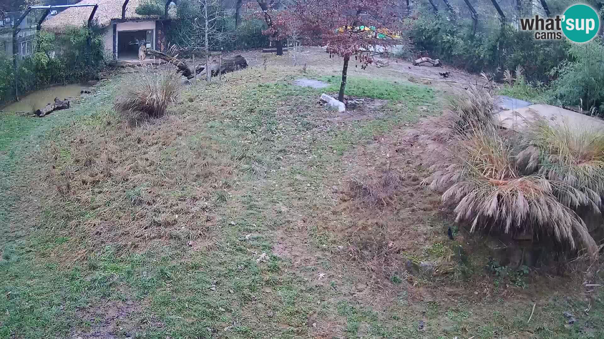 Zoo Lubiana live webcam Leoni