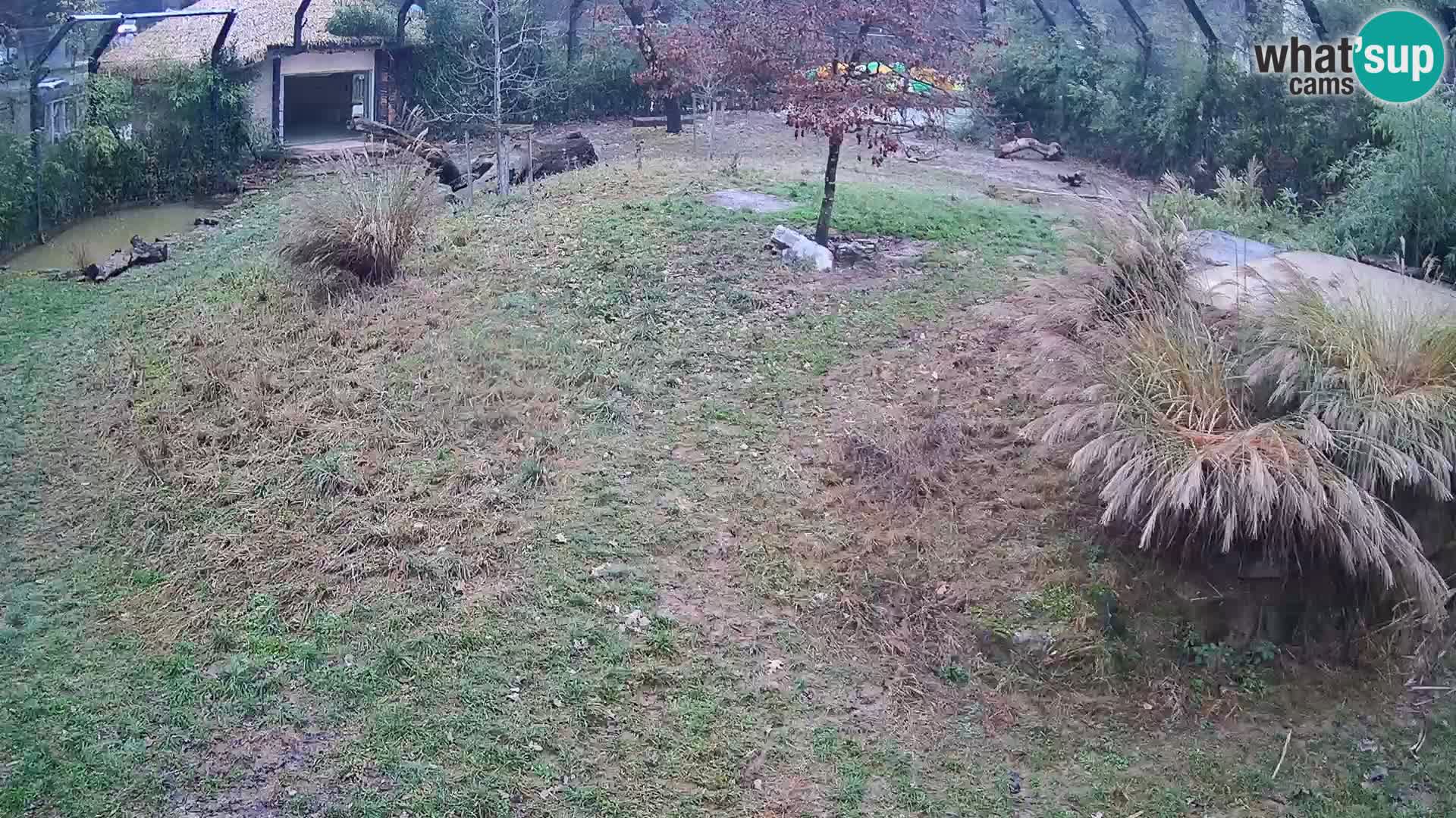 Zoo Ljubljana camera en vivo Leones