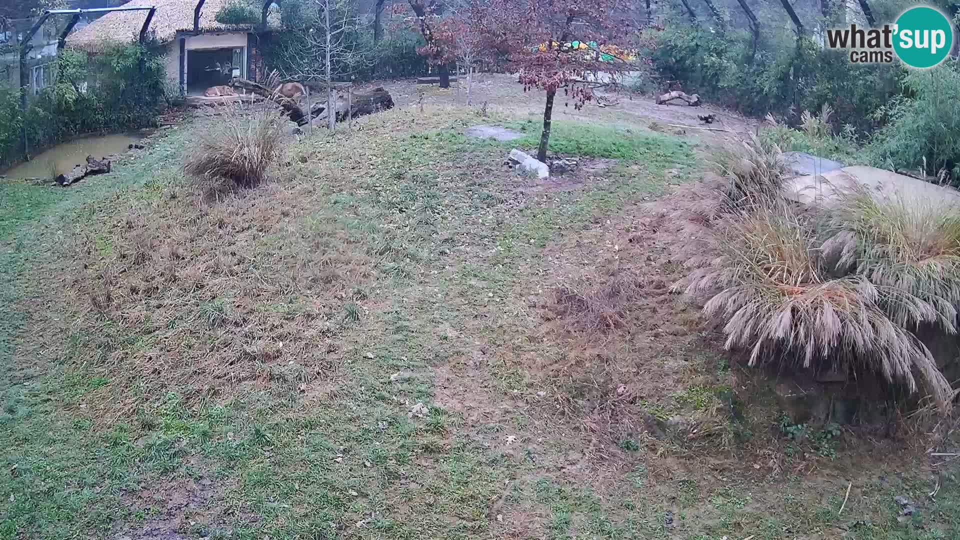 Zoo Lubiana live webcam Leoni