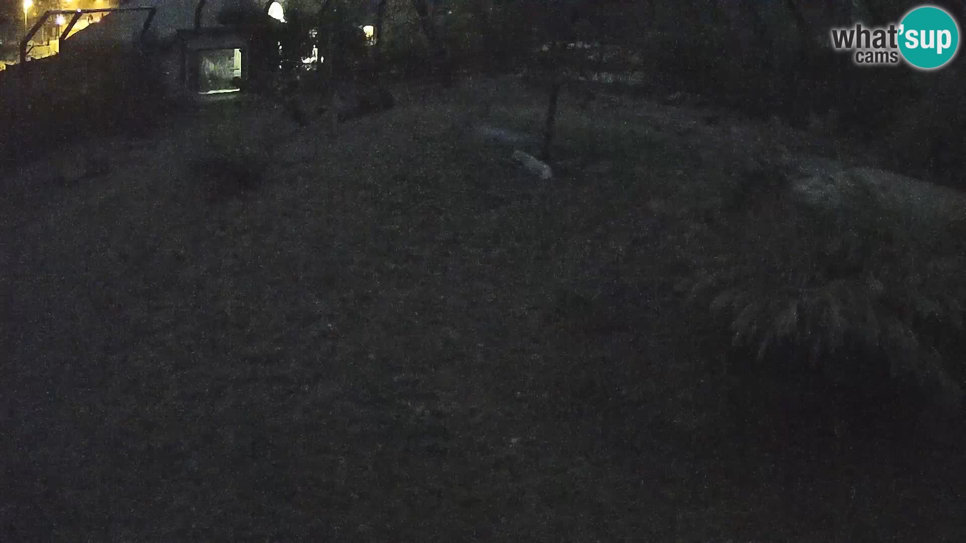 Zoo Ljubljana camera en vivo Leones