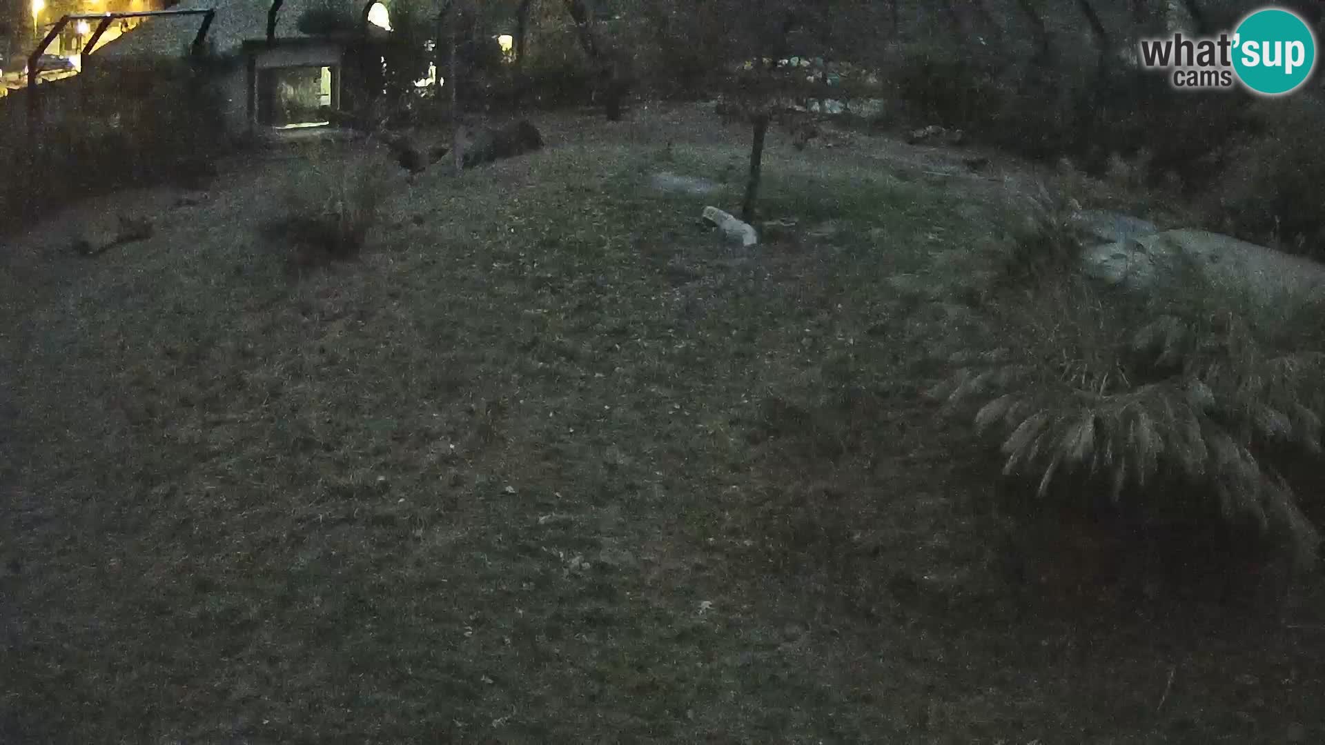 Ljubljana Zoo webcam Lion