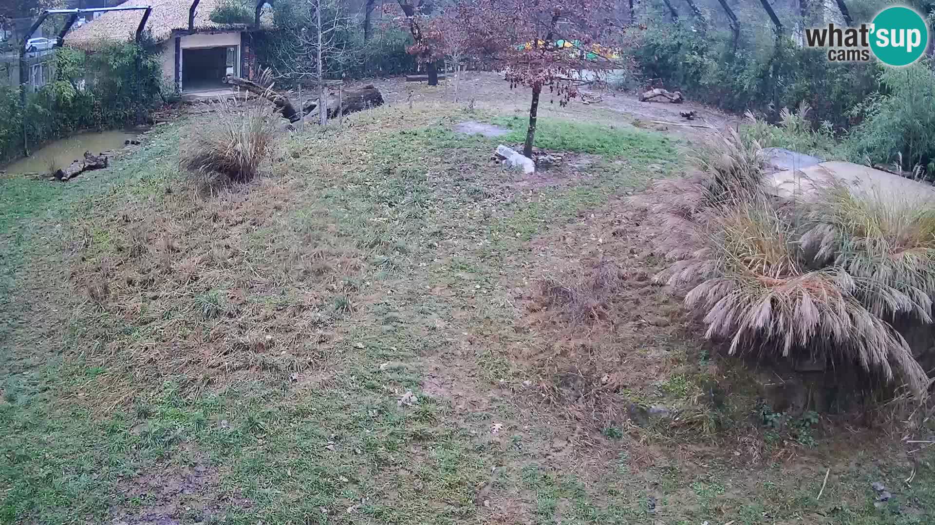 Ljubljana Zoo webcam Lion