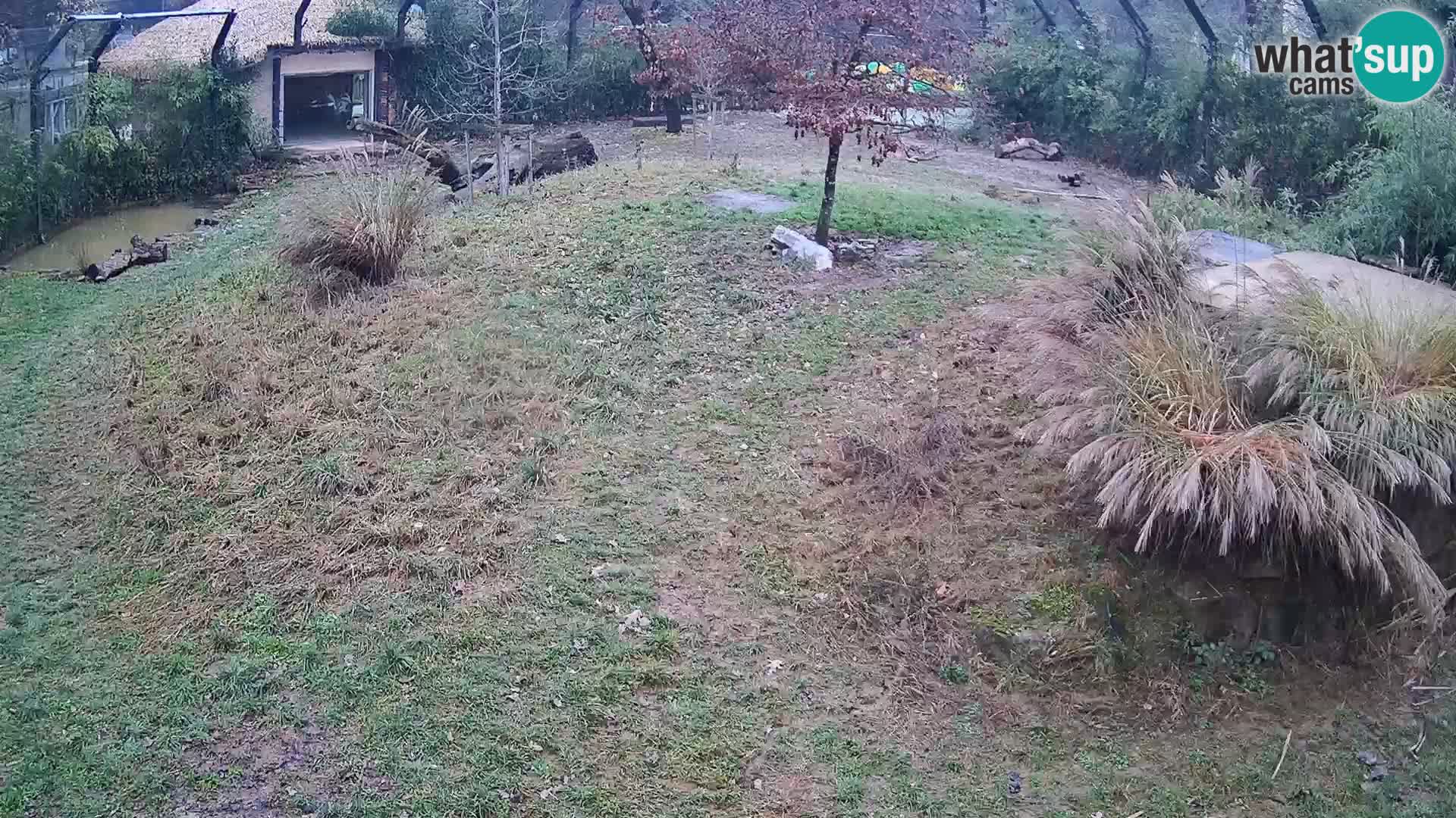 Ljubljana Zoo webcam Lion