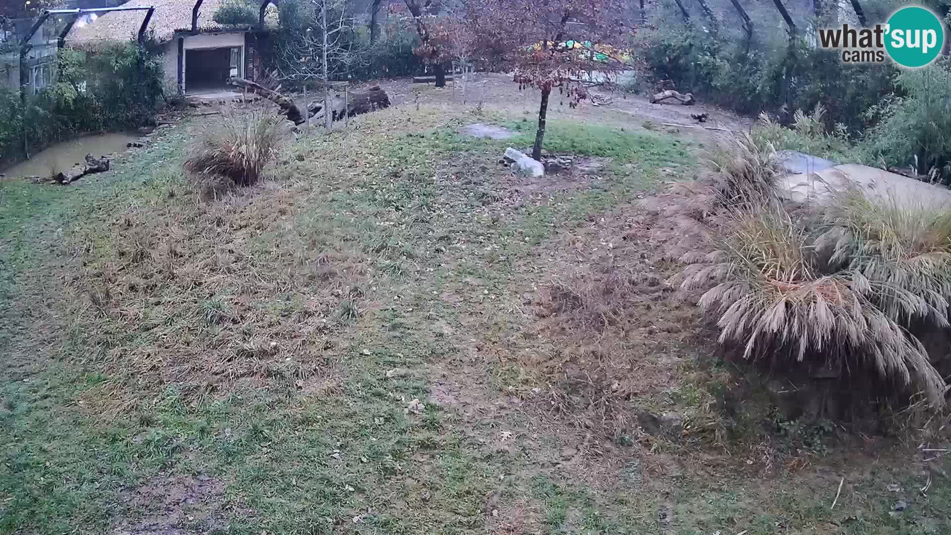 Zoo Ljubljana camera en vivo Leones