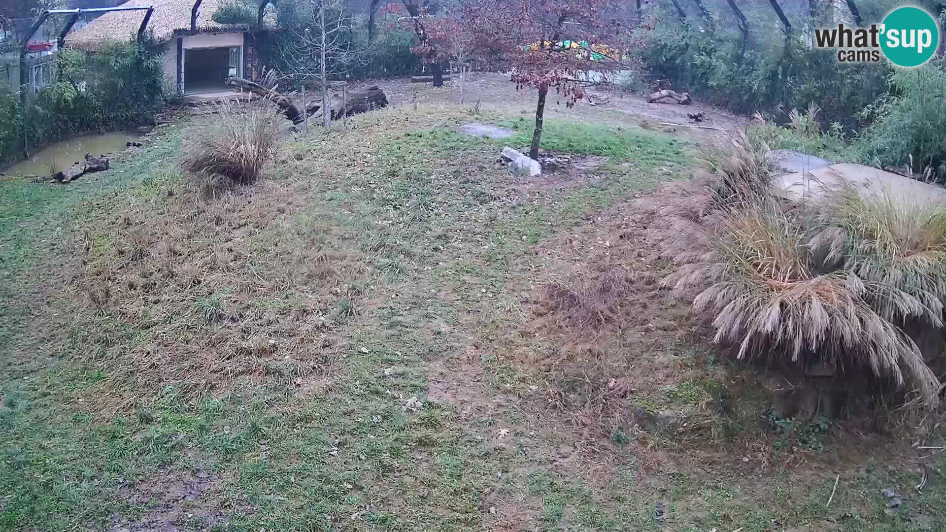 Zoo Lubiana live webcam Leoni