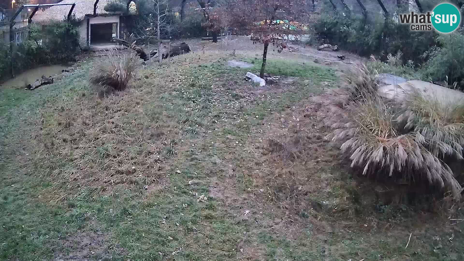 Zoo Lubiana live webcam Leoni