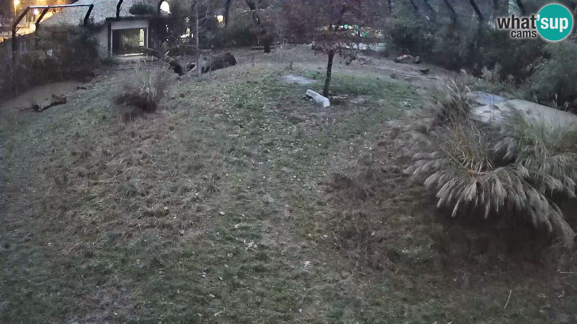 Ljubljana Zoo webcam Lion