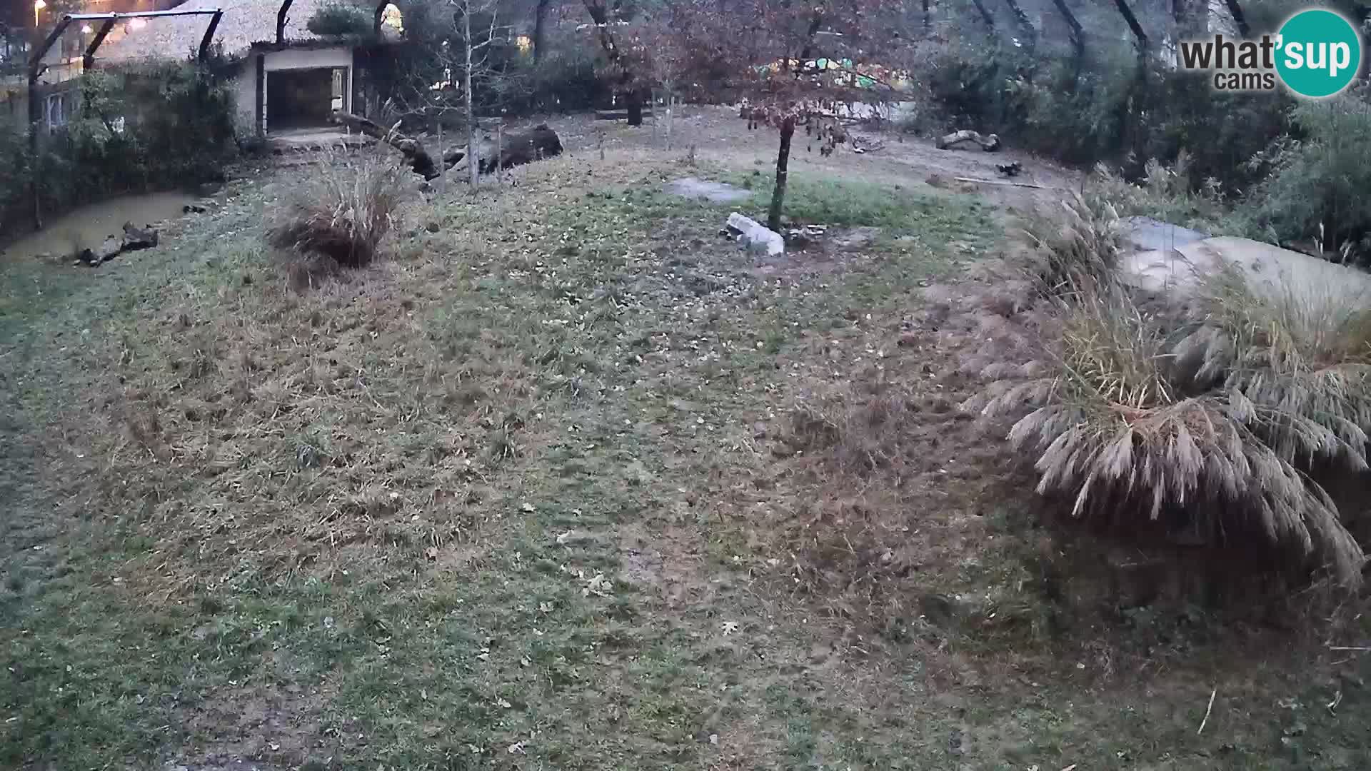 Zoo Ljubljana camera en vivo Leones
