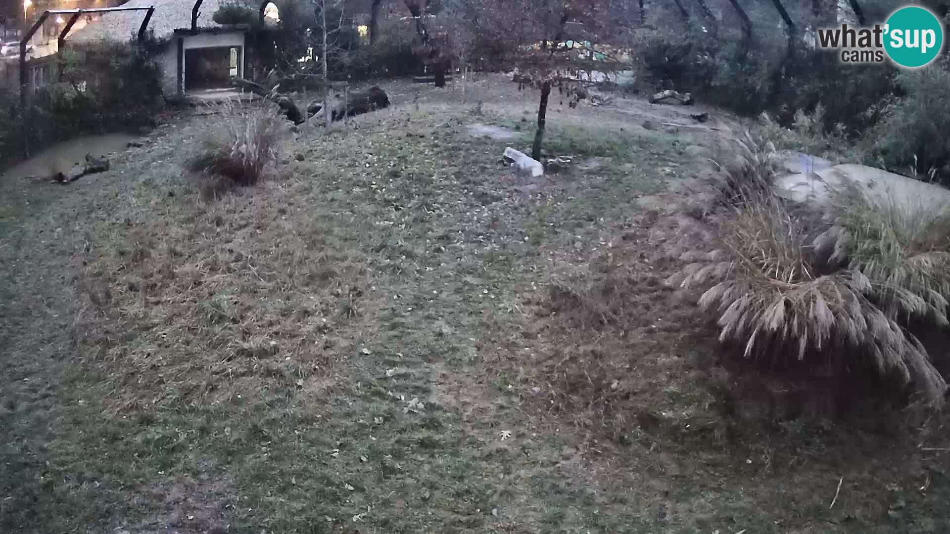 Zoo Ljubljana web kamera Lavovi